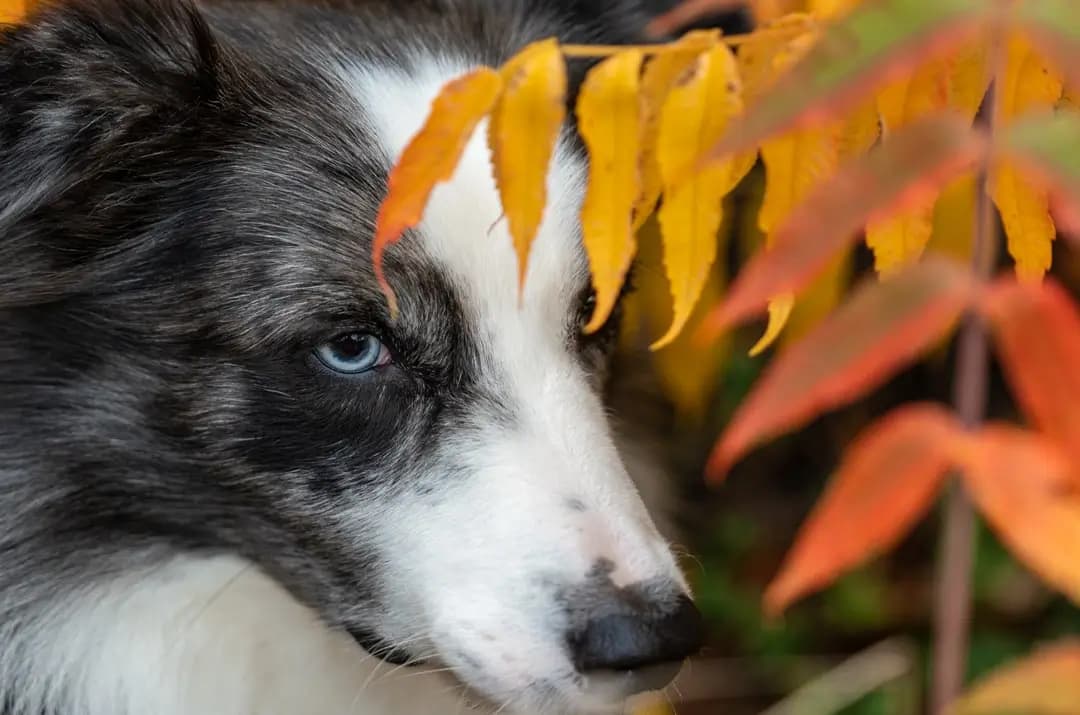 Smudge in Orange Flowers